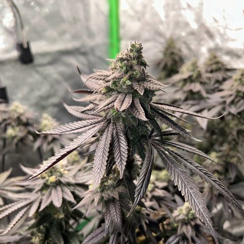 1 growlog timeline photo