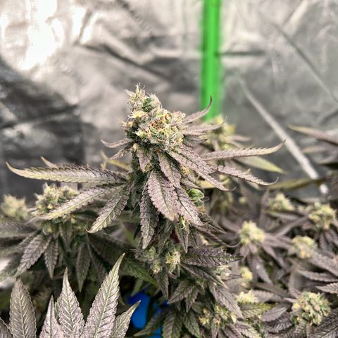 2 growlog timeline photo