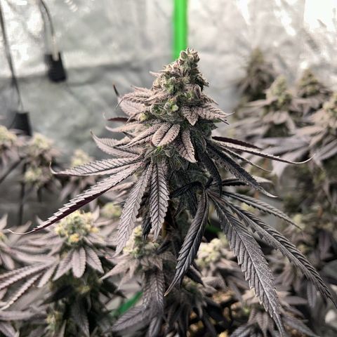 1 growlog timeline photo