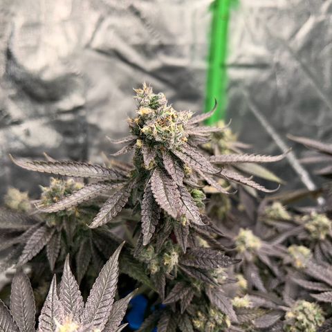 2 growlog timeline photo