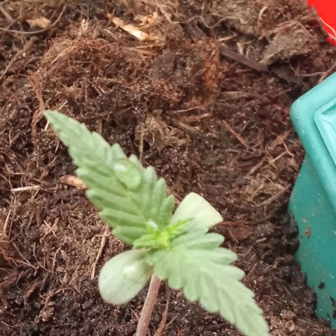 N ThunderFuck #1 growlog timeline photo