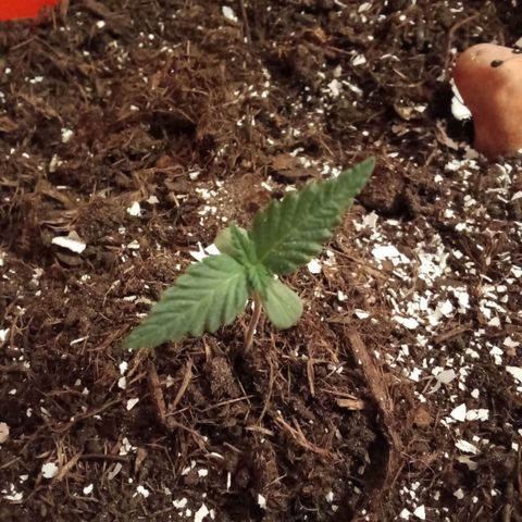 N ThunderFuck #1 growlog timeline photo