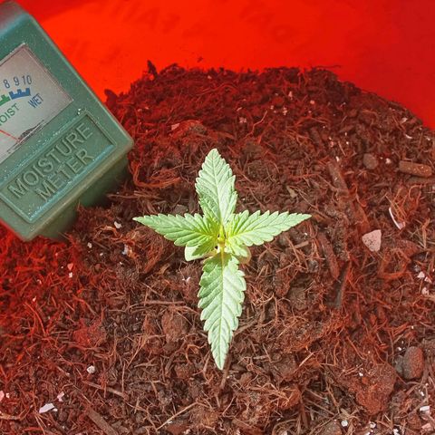 N ThunderFuck #1 growlog timeline photo