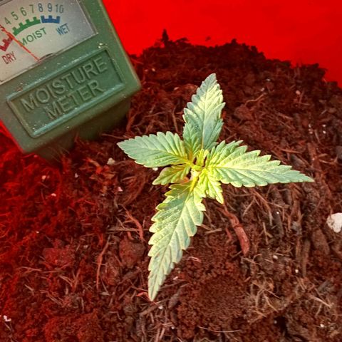 N ThunderFuck #1 growlog timeline photo