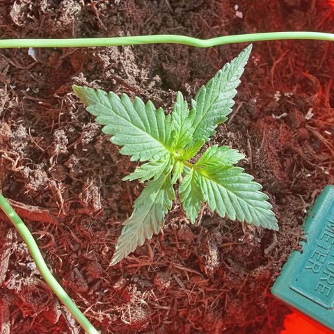 N ThunderFuck #1 growlog timeline photo