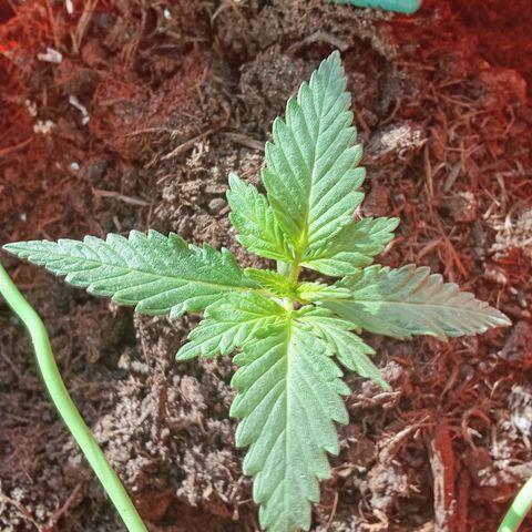 N ThunderFuck #1 growlog timeline photo