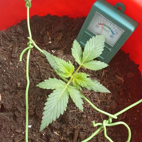 N ThunderFuck #1 growlog timeline photo