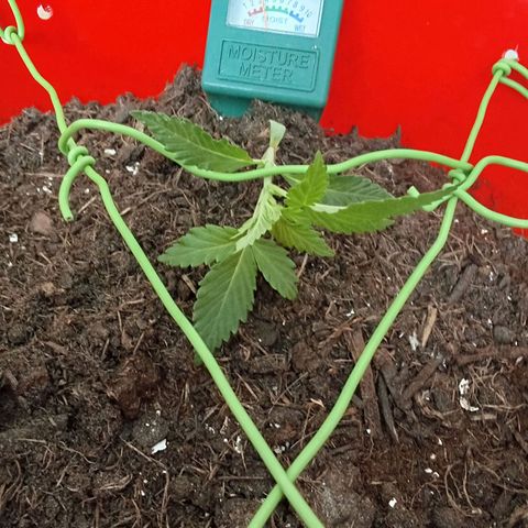 N ThunderFuck #1 growlog timeline photo