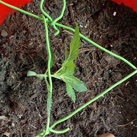N ThunderFuck #1 growlog timeline photo