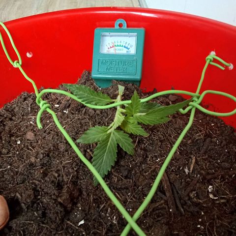 N ThunderFuck #1 growlog timeline photo