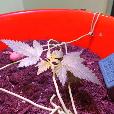 N ThunderFuck #1 growlog timeline photo