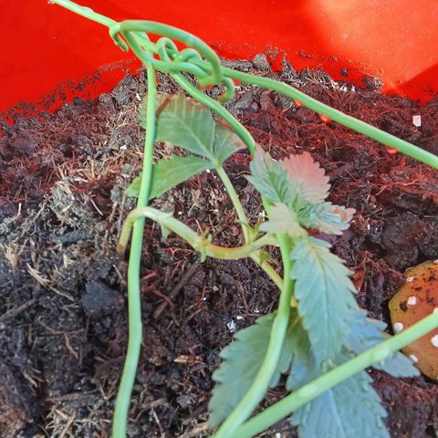 N ThunderFuck #1 growlog timeline photo