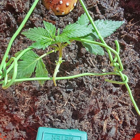 N ThunderFuck #1 growlog timeline photo