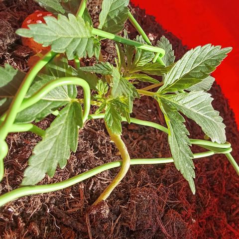 N ThunderFuck #1 growlog timeline photo