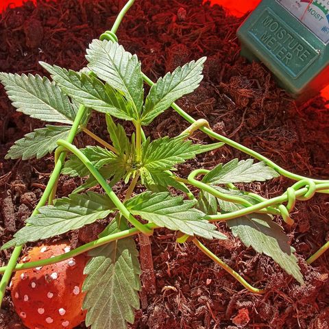 N ThunderFuck #1 growlog timeline photo