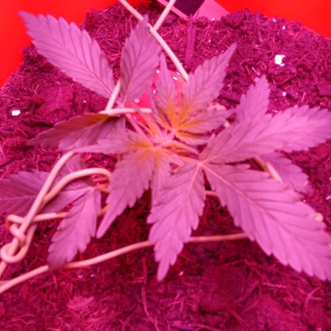 N ThunderFuck #1 growlog photo: Led