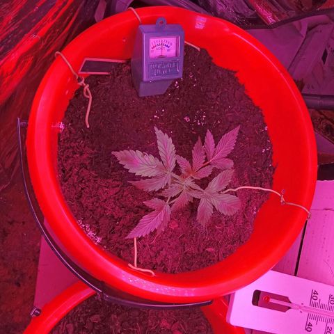 N ThunderFuck #1 growlog photo: Start grow room led