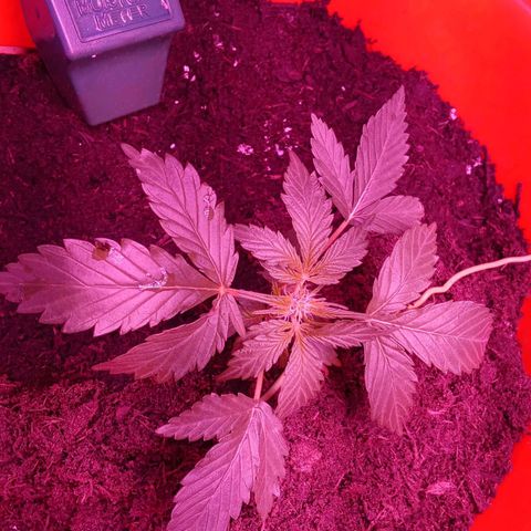 N ThunderFuck #1 growlog timeline photo