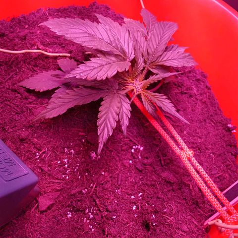 N ThunderFuck #1 growlog photo: Lst