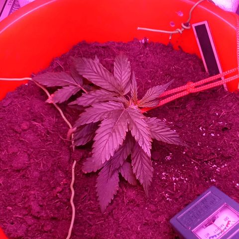 N ThunderFuck #1 growlog photo: Lst