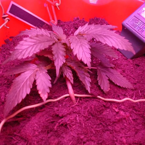 N ThunderFuck #1 growlog photo: Lst