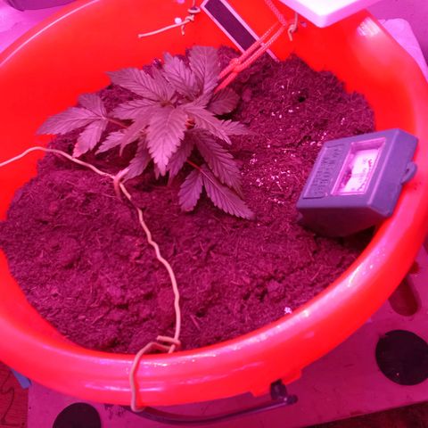 N ThunderFuck #1 growlog timeline photo