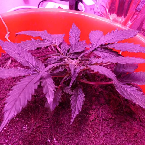 N ThunderFuck #1 growlog timeline photo
