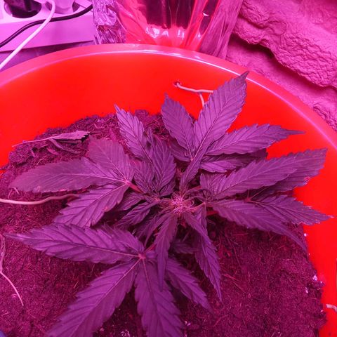 N ThunderFuck #1 growlog timeline photo