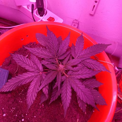 N ThunderFuck #1 growlog timeline photo