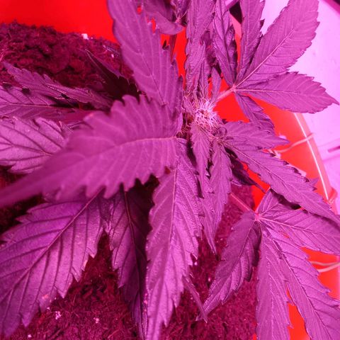 N ThunderFuck #1 growlog timeline photo