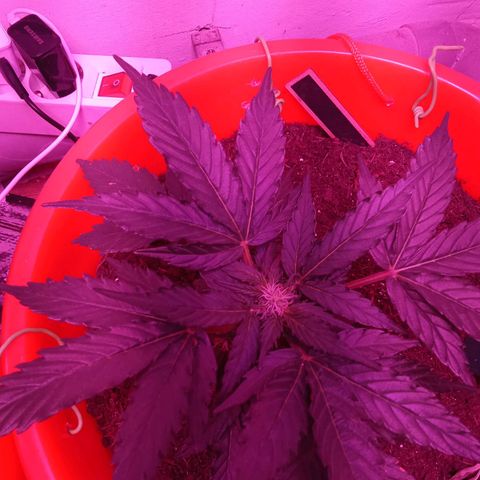 N ThunderFuck #1 growlog timeline photo