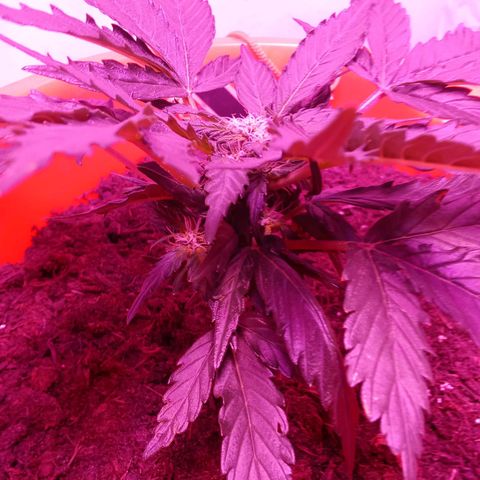 N ThunderFuck #1 growlog timeline photo