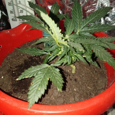 N ThunderFuck #1 growlog timeline photo