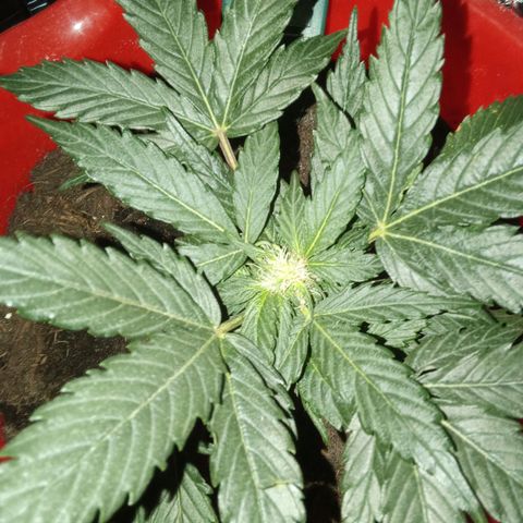 N ThunderFuck #1 growlog timeline photo