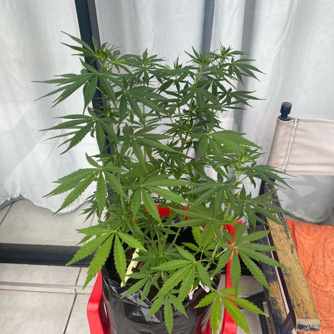 Gift from john  growlog photo: Pre flower 