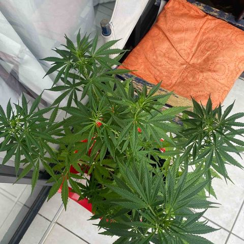 Gift from john  growlog timeline photo