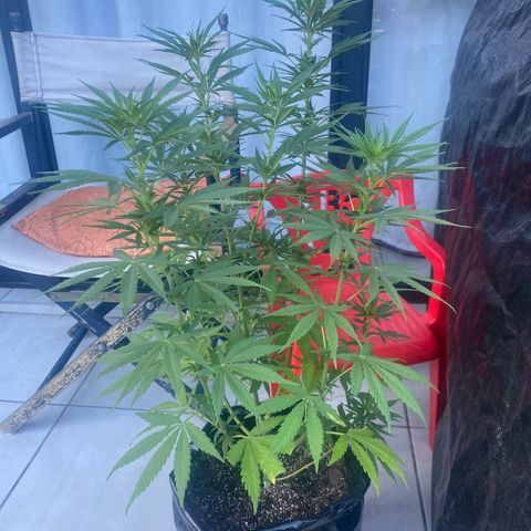 Gift from john  growlog timeline photo