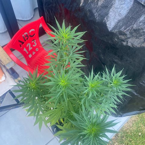 Gift from john  growlog timeline photo