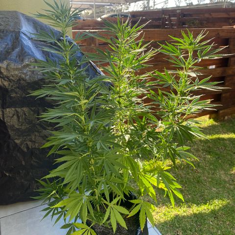 Gift from john  growlog timeline photo