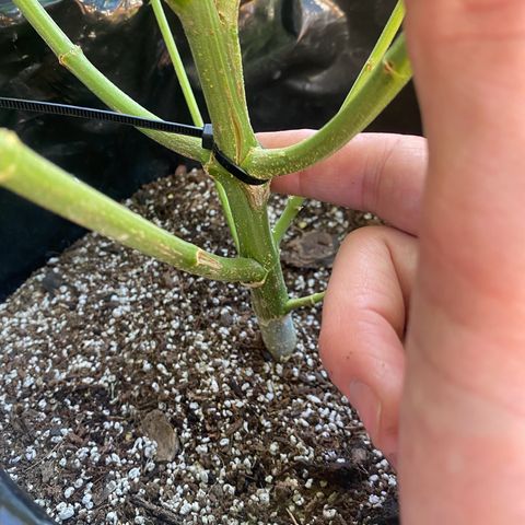 Gift from john  growlog timeline photo