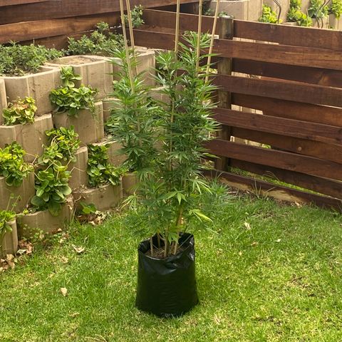 Gift from john  growlog timeline photo