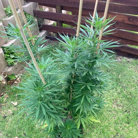 Gift from john  growlog timeline photo