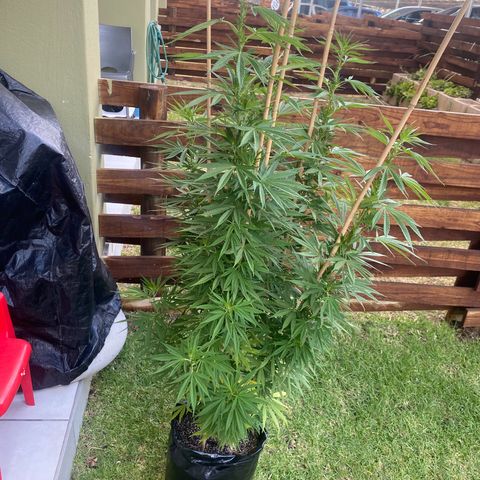 Gift from john  growlog timeline photo
