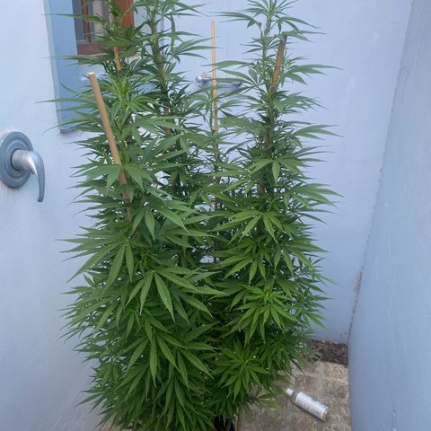 Gift from john  growlog timeline photo