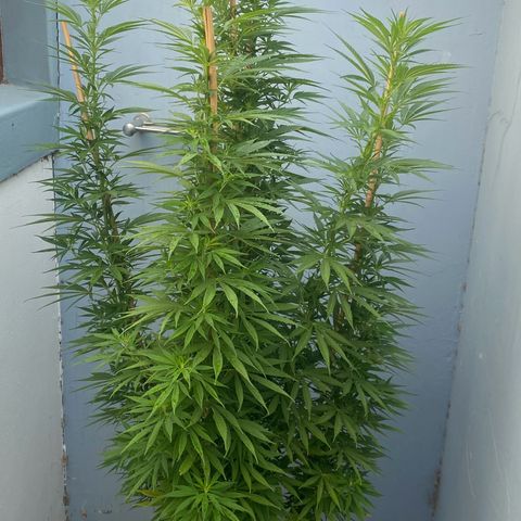 Gift from john  growlog timeline photo
