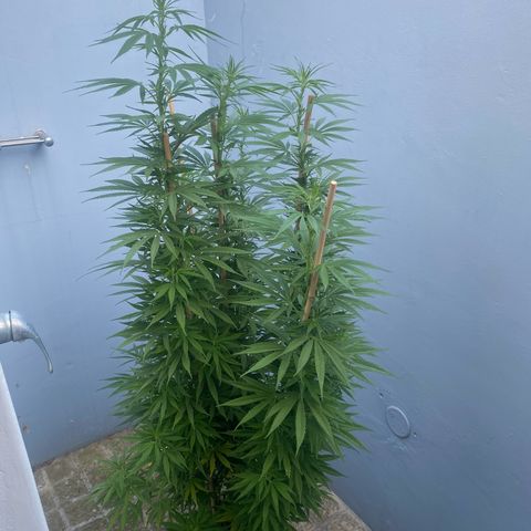 Gift from john  growlog timeline photo