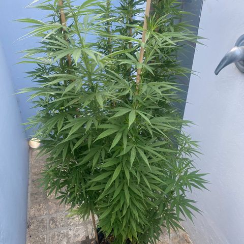 Gift from john  growlog timeline photo