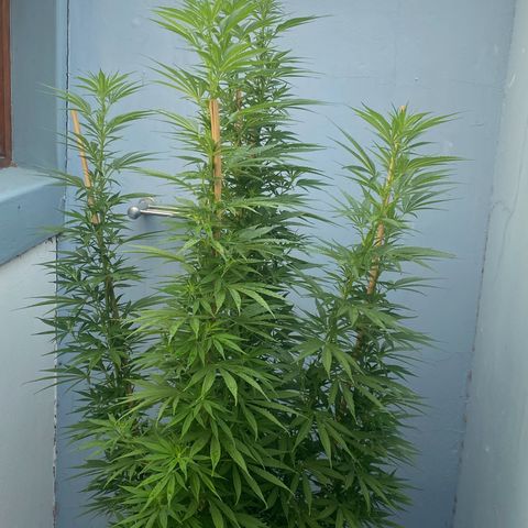 Gift from john  growlog timeline photo