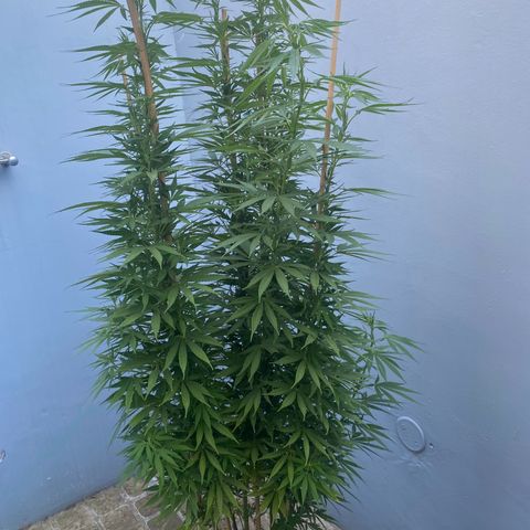 Gift from john  growlog timeline photo