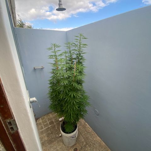 Gift from john  growlog timeline photo